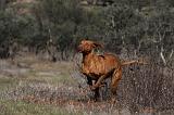 VIZSLA poil court 024